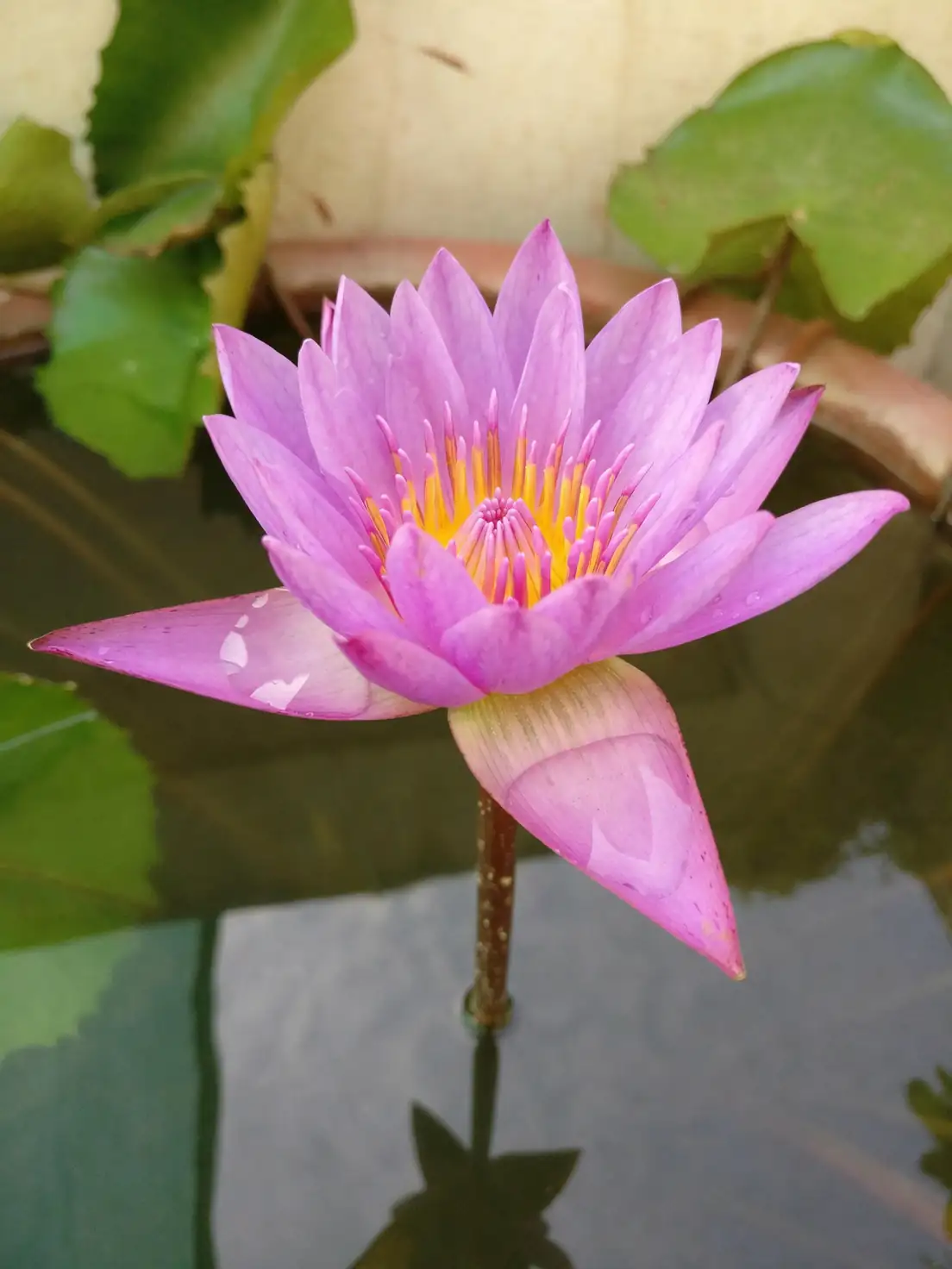 waterlily flower and floating leaves