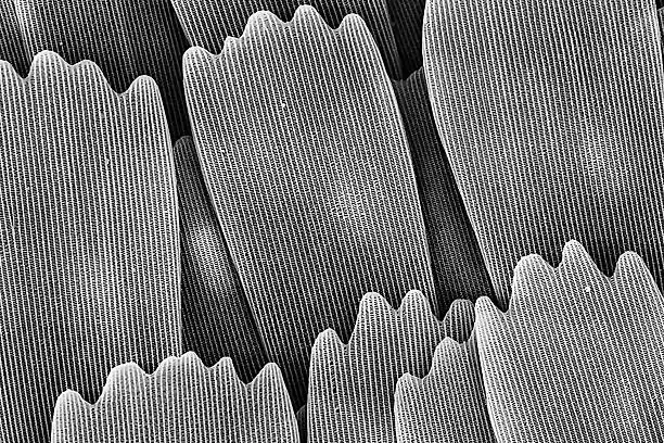 waterlily leaf microstructure SEM