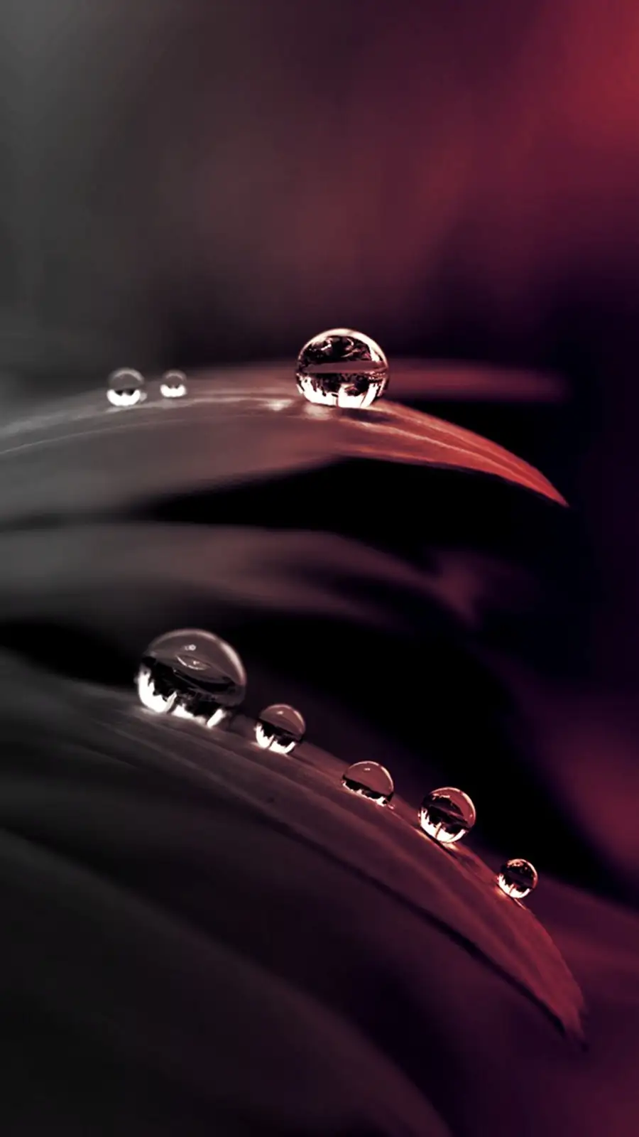 waterlily droplet rolling dust