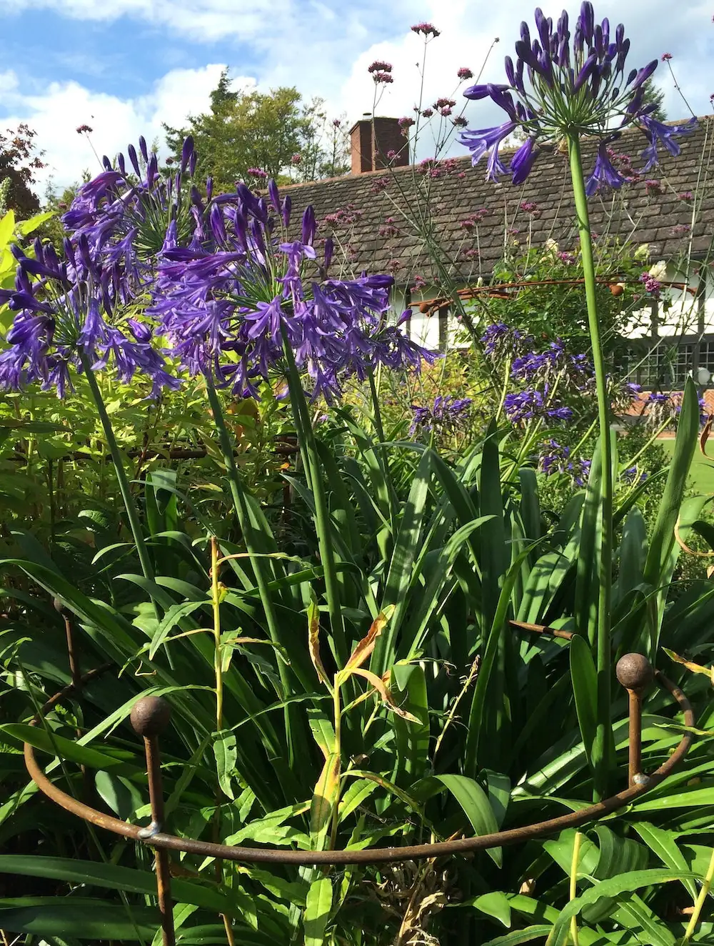 agapanthus clump garden border