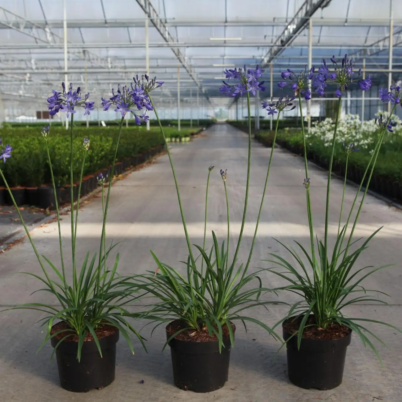 agapanthus winter windowsill light