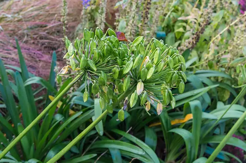 agapanthus leaf spot close-up