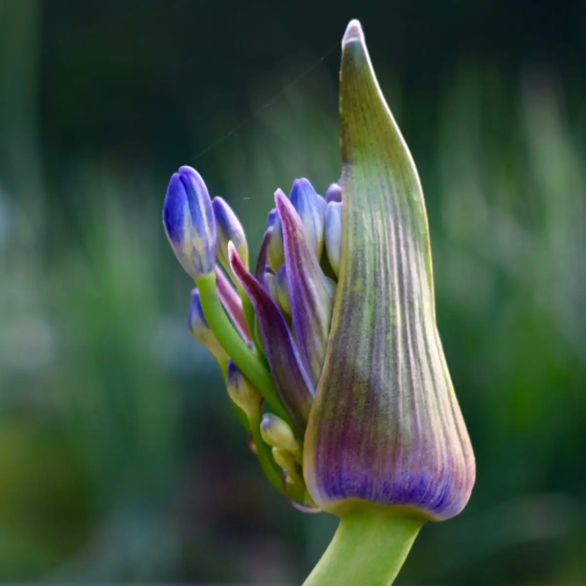 agapanthus aphids on flower bud
