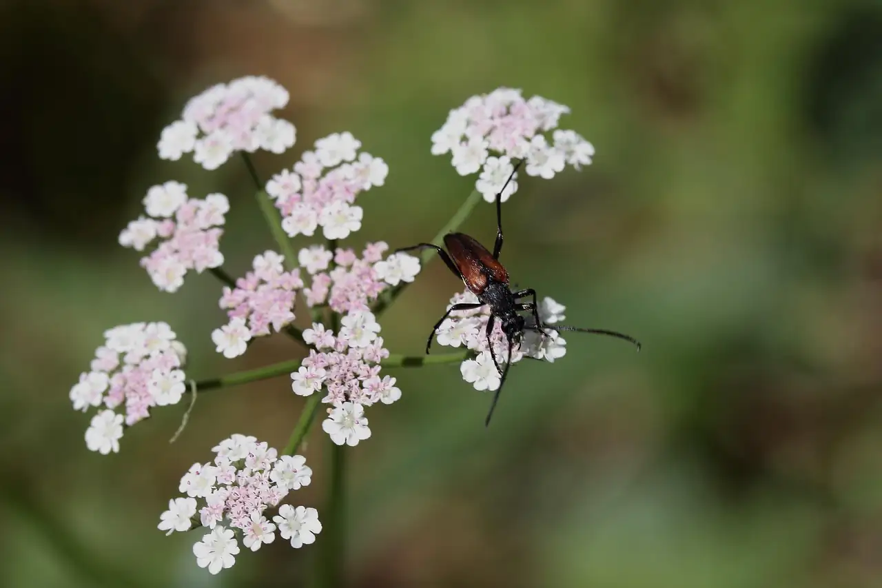 agapanthus umbel bee pollination