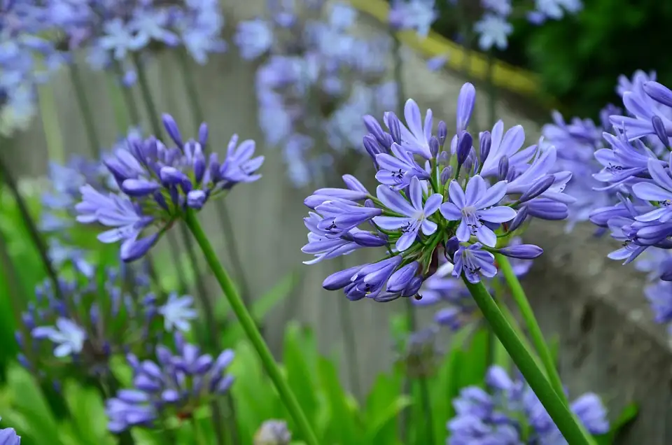 agapanthus victorian greenhouse