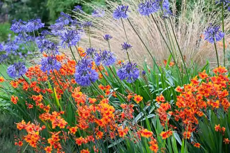agapanthus garden border summer