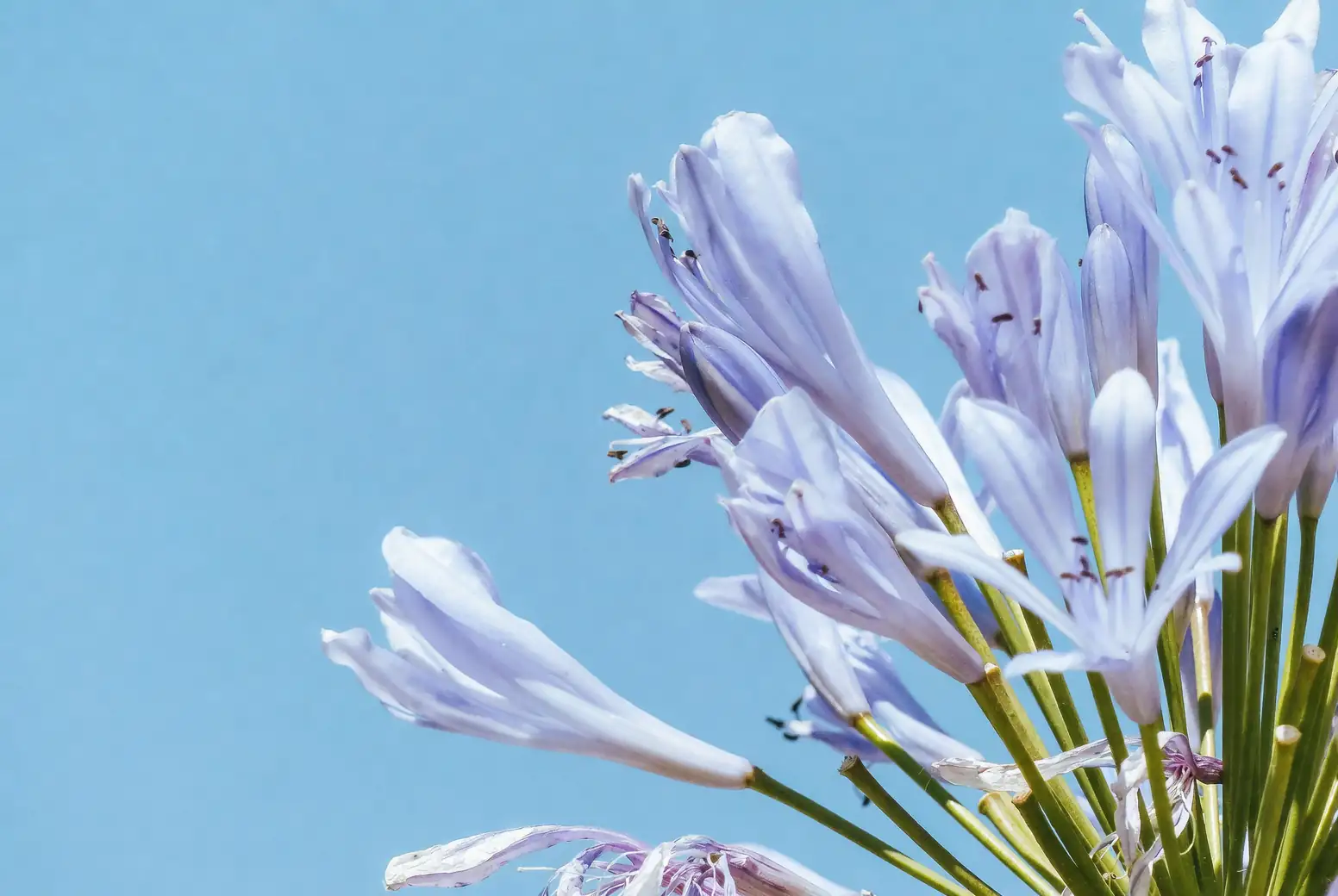 agapanthus stems grading packhouse