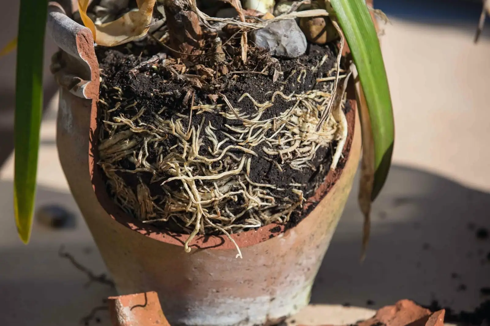 agapanthus roots in terracotta pot