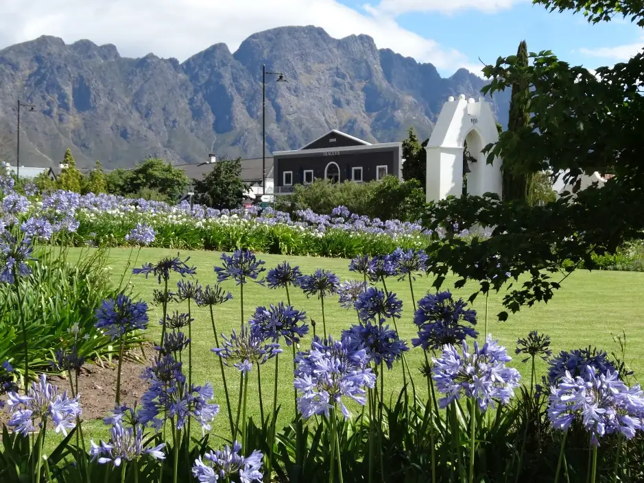 agapanthus coastal South Africa habitat