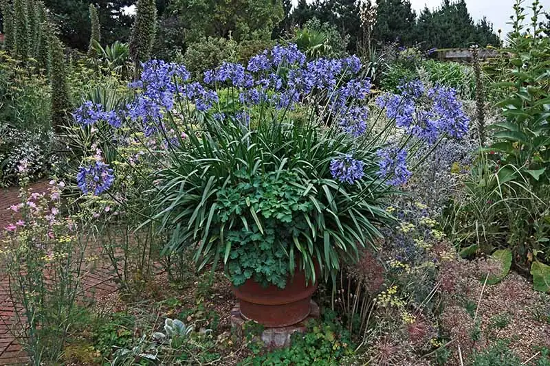agapanthus potted sunny balcony