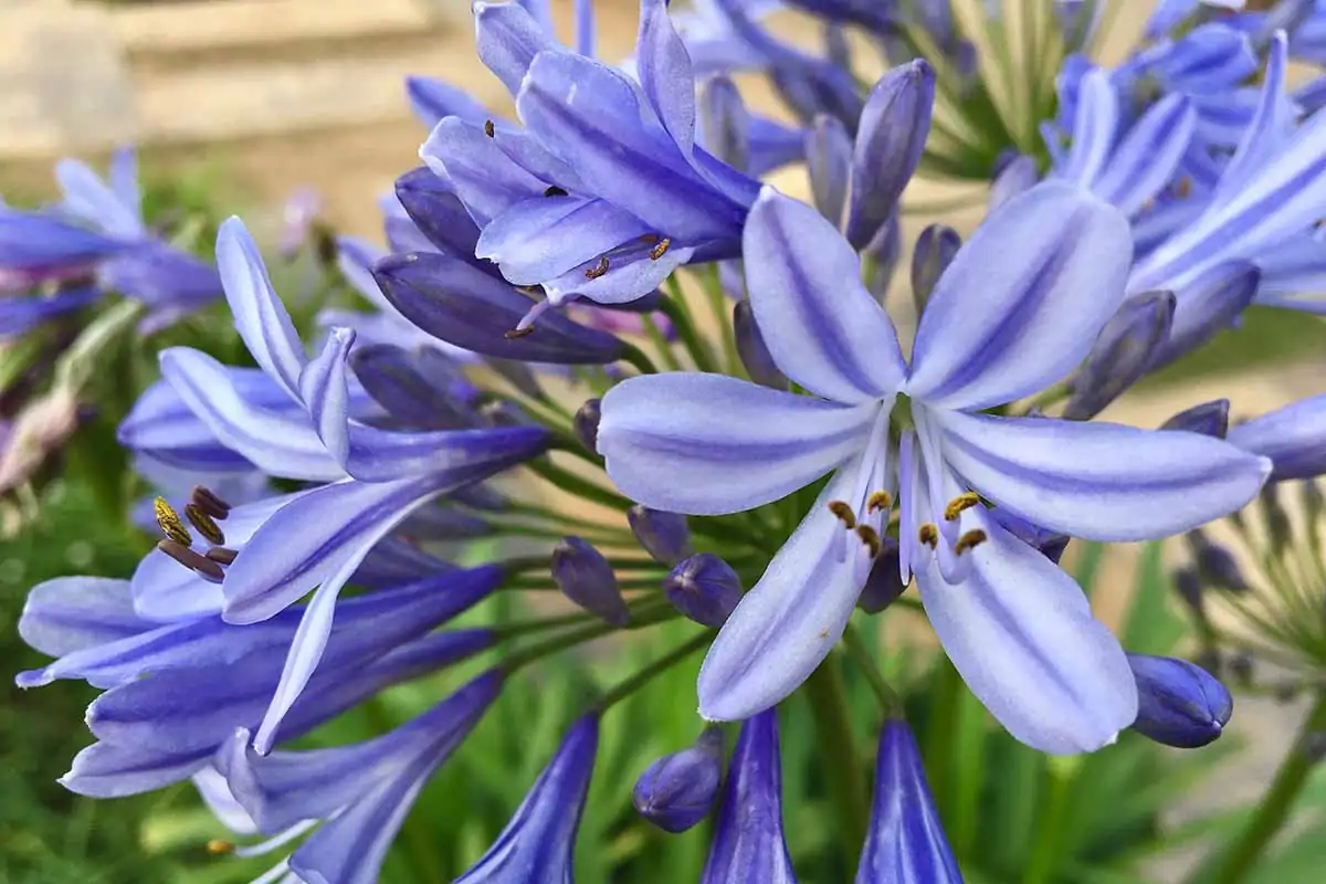 agapanthus flower umbel close up