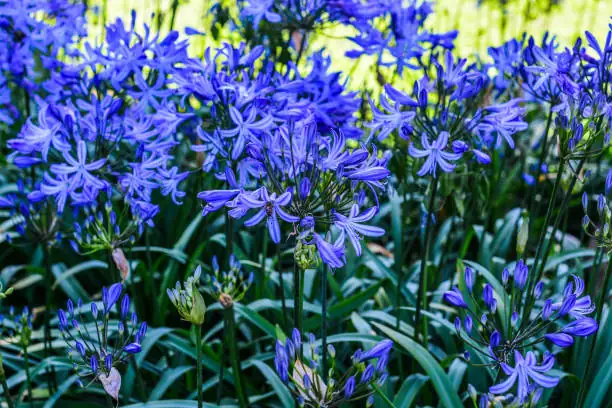 agapanthus compact clump pot