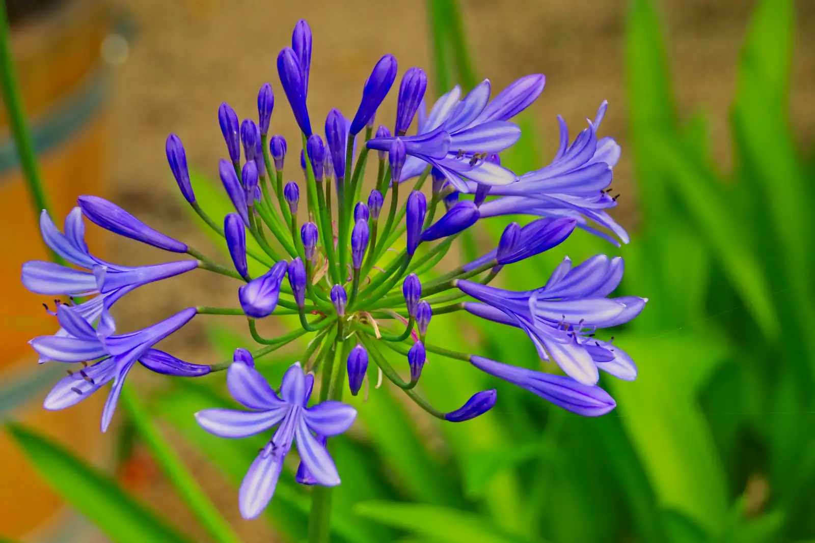 agapanthus division hands roots