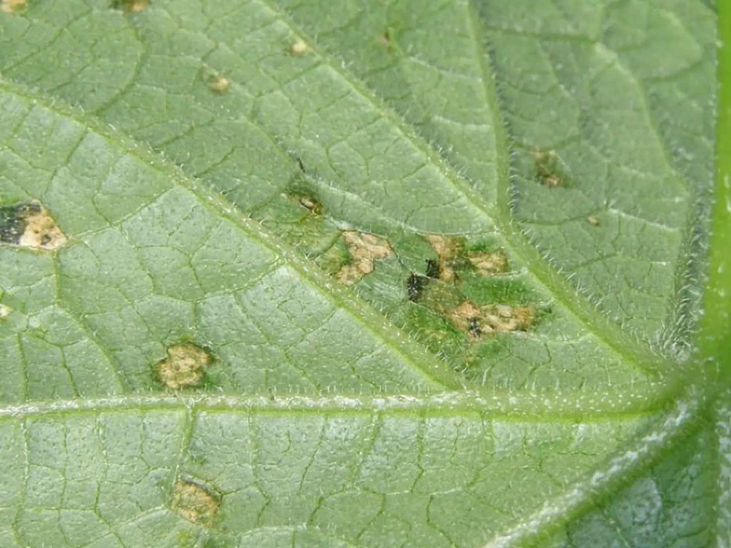 agapanthus leaf spot close up