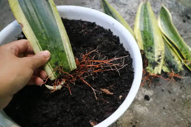 agapanthus repotting drainage pot