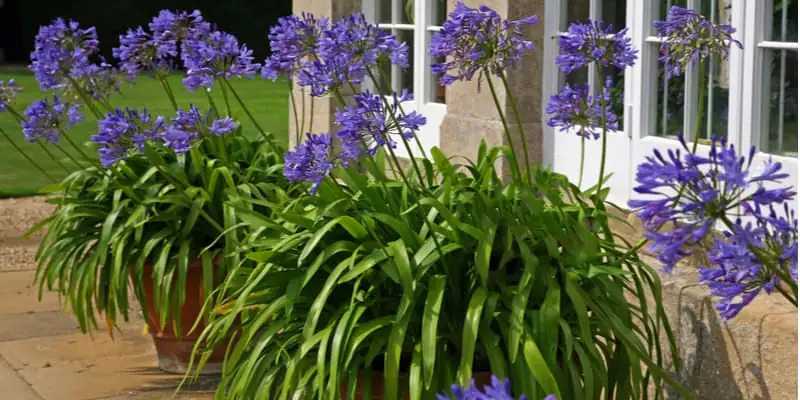 agapanthus root division hands