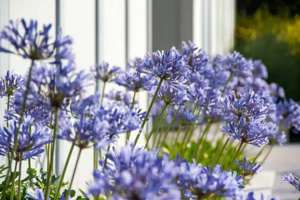 agapanthus deadheading flower stalk
