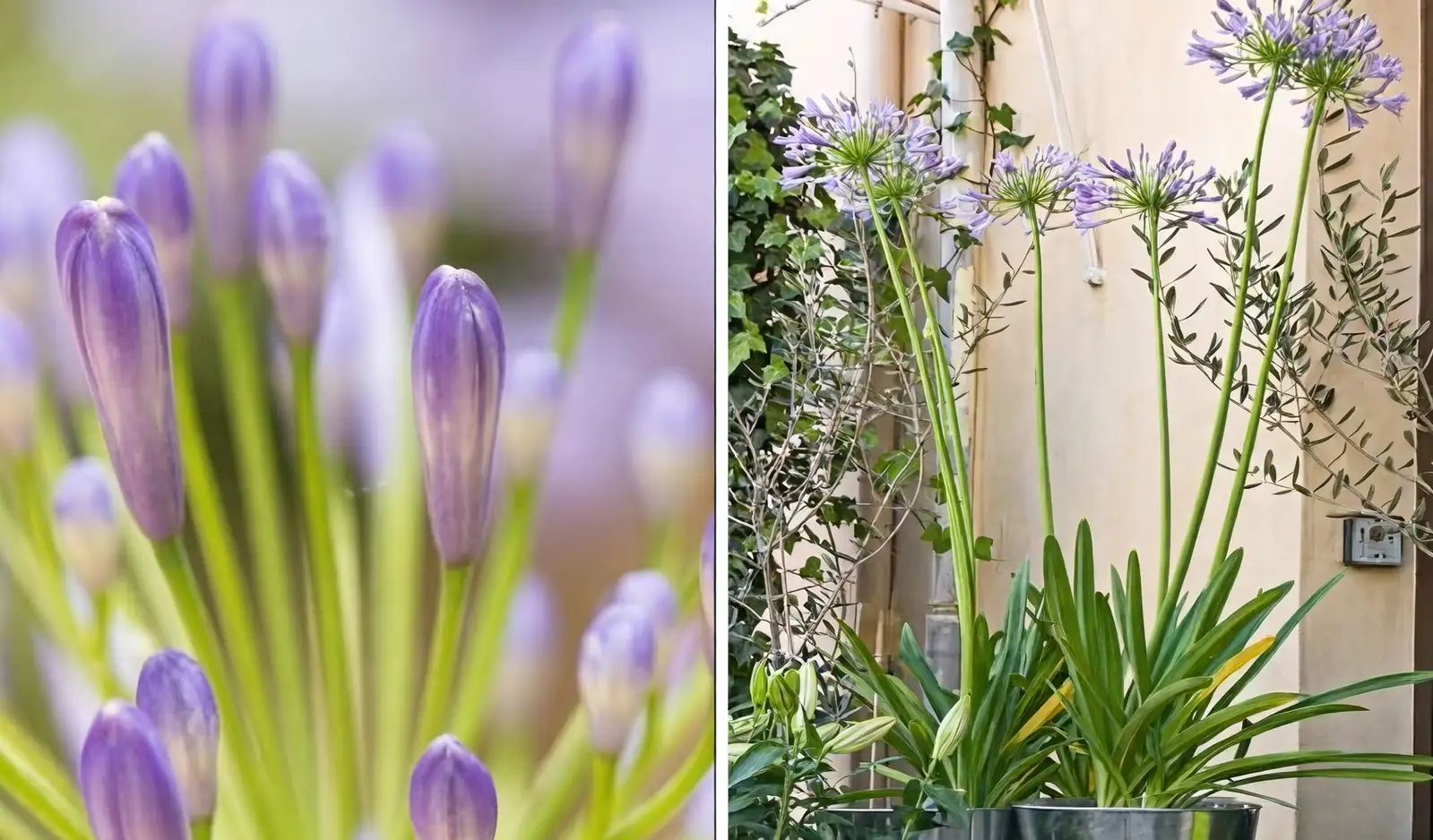 agapanthus seeds and seedlings