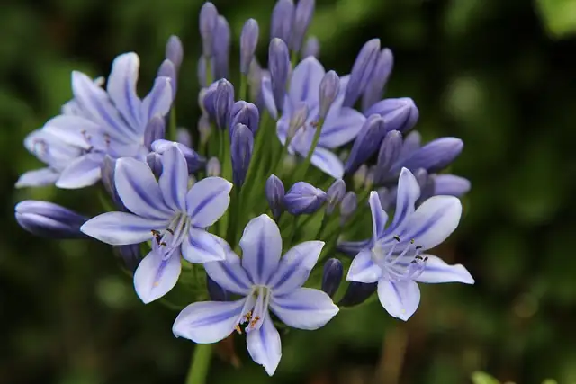 agapanthus flower head close-up