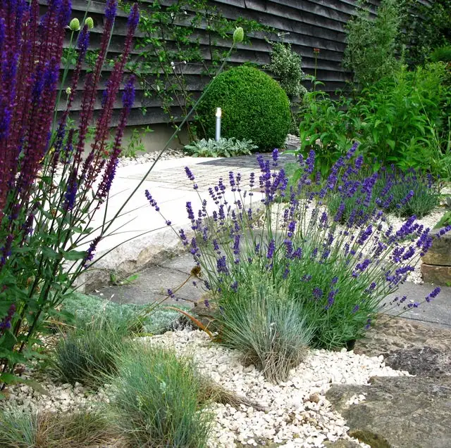 agapanthus small courtyard gravel seating