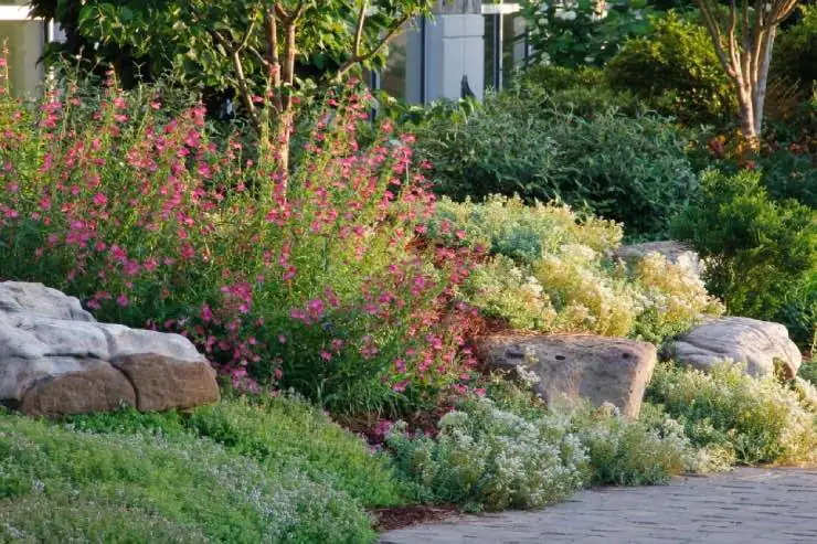 agapanthus rock garden gravel slope