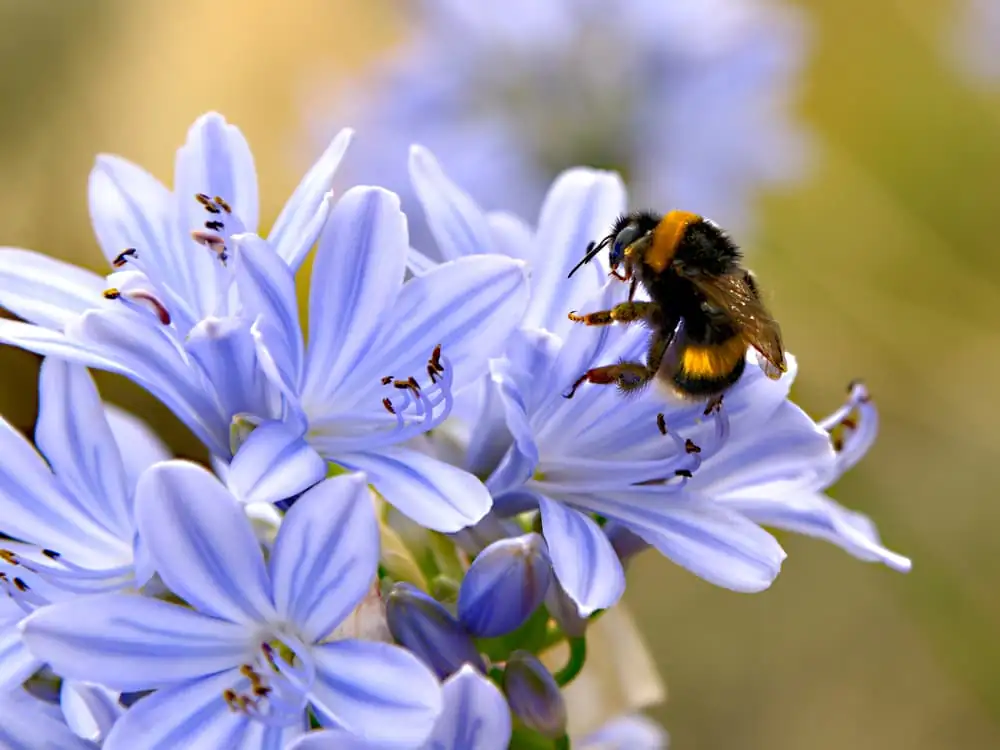 agapanthus buds in field harvest