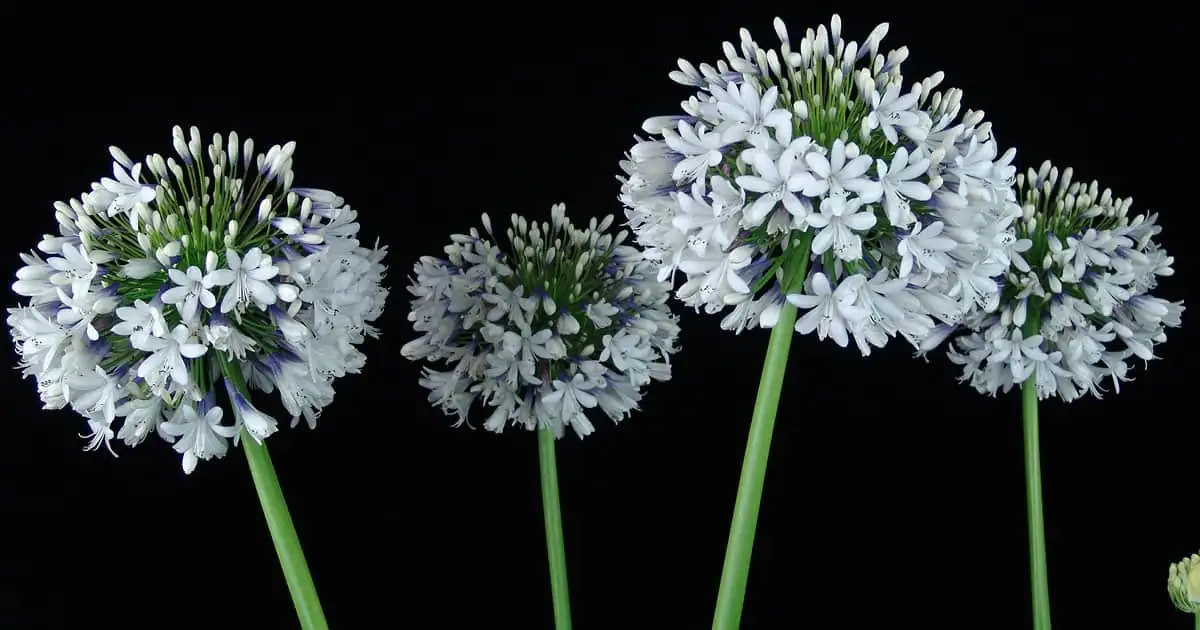 agapanthus stems grading table