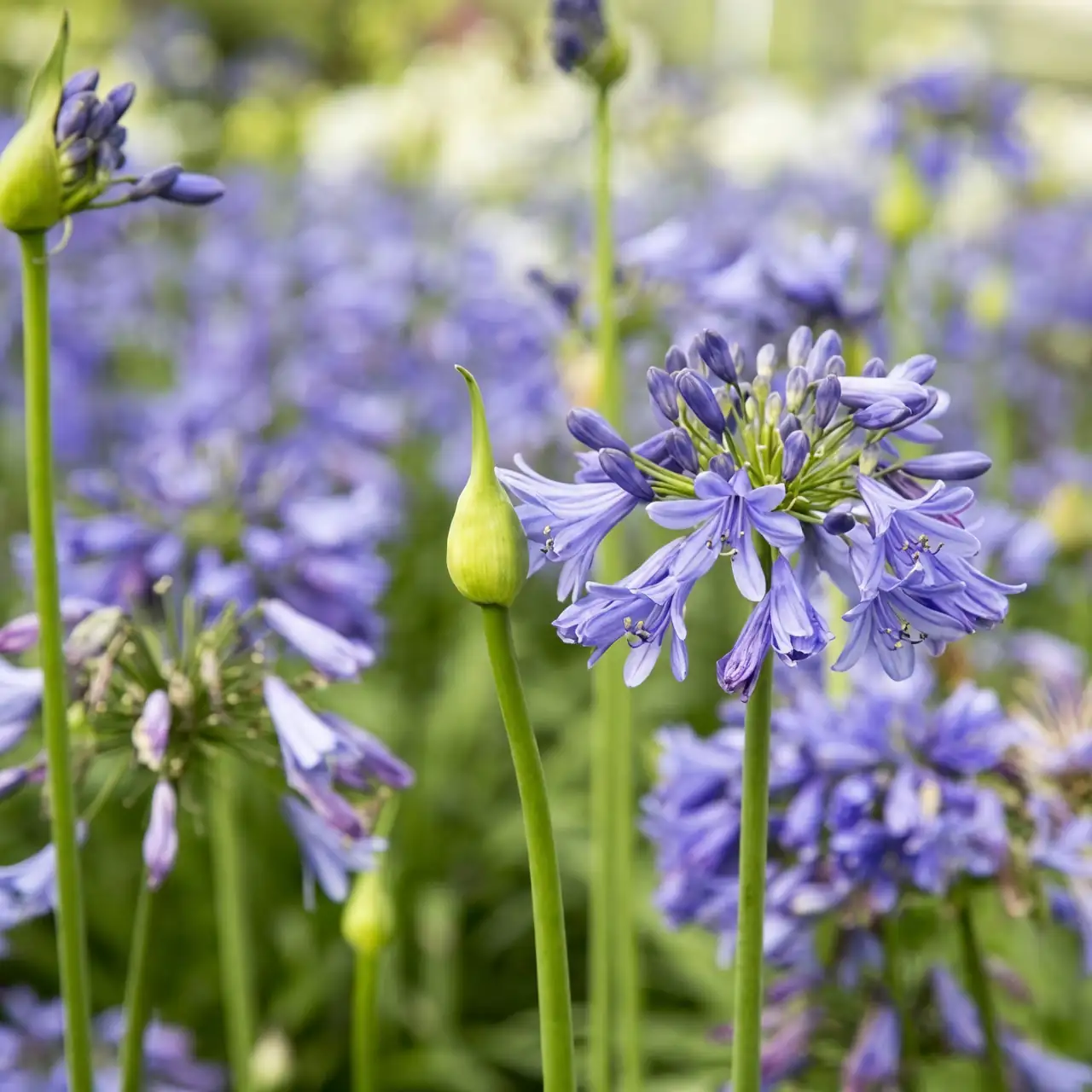 agapanthus flower head close-up
