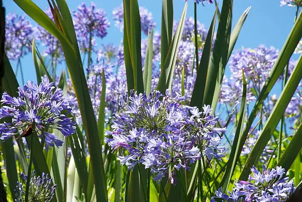 agapanthus roadside mass planting