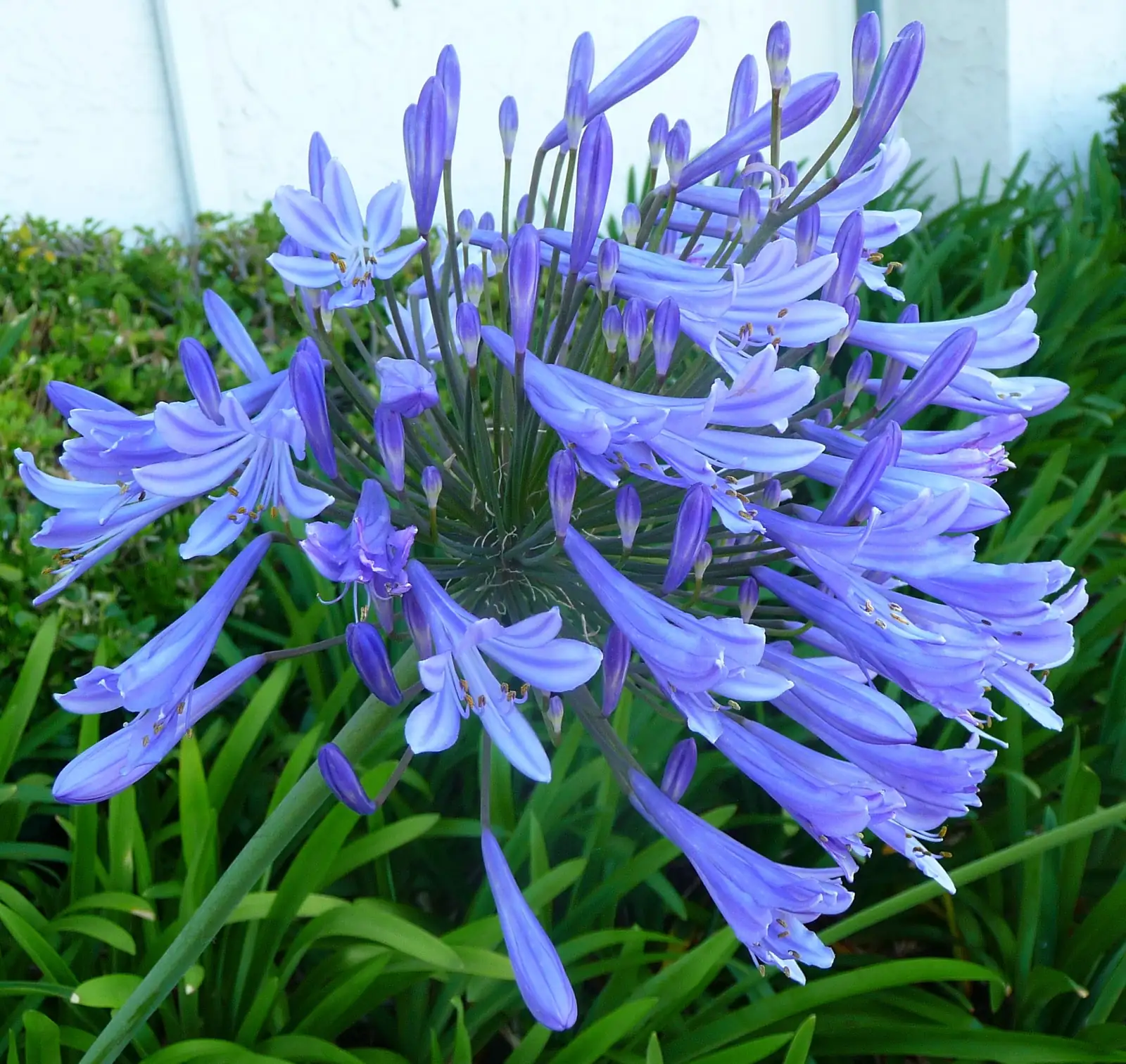 agapanthus blue flower umbels close up