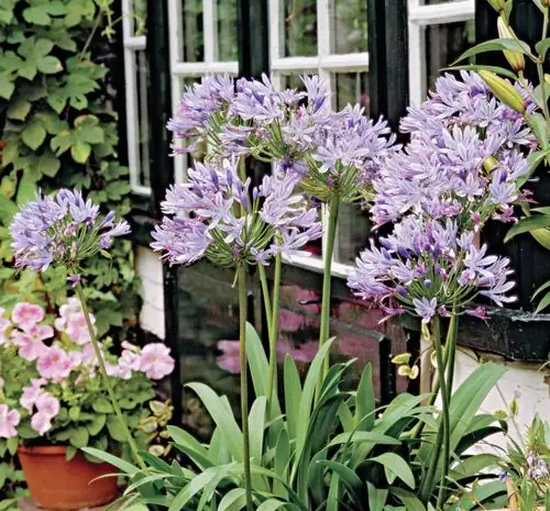 agapanthus winter bright cool window