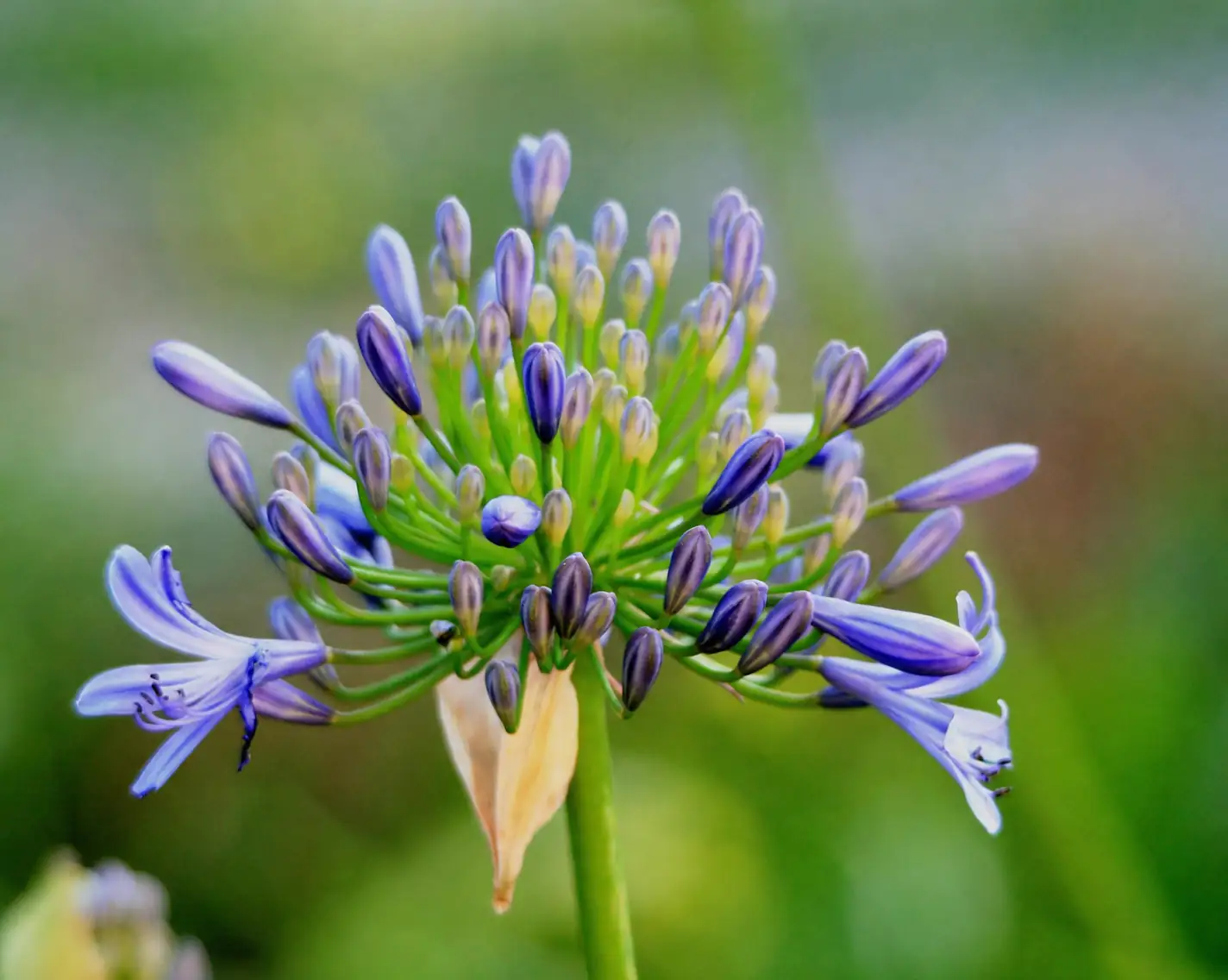 agapanthus blue white container trio