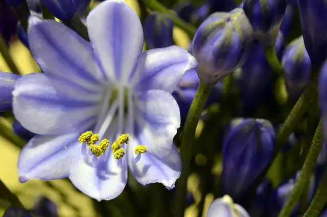 agapanthus overwintering bright cool balcony