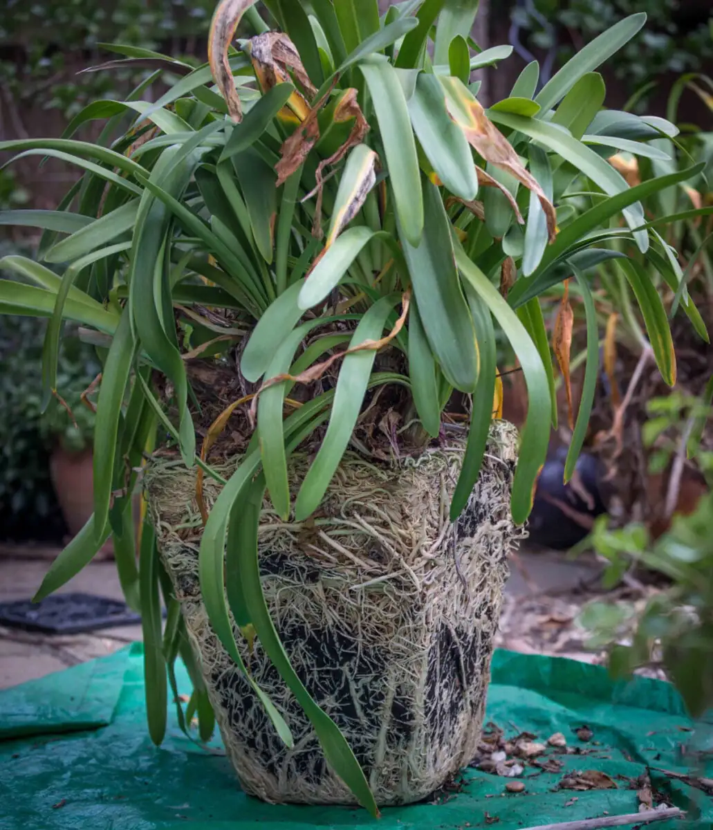 agapanthus rootbound roots close-up