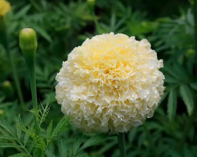 african marigold watering pot edge