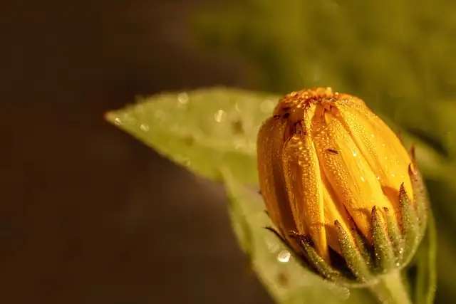 african marigold aphids bud close-up
