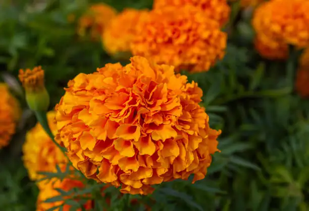 african marigold aphids flower buds