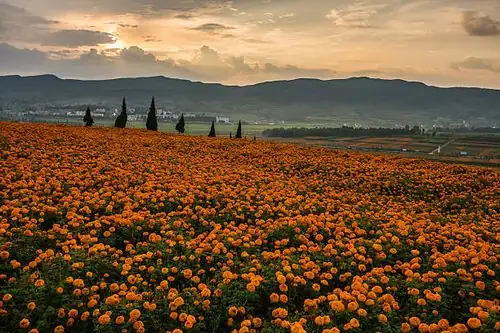 African marigold field Yunnan mountains
