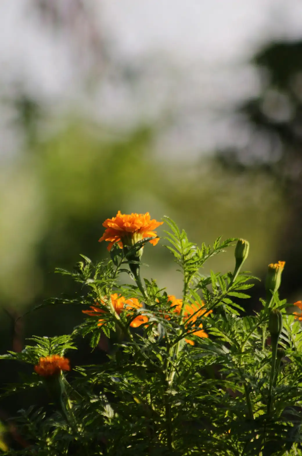 花语追根溯源：万寿菊为何象征长寿与思念？从“万寿”赐名到亡灵节仪式的文化密码