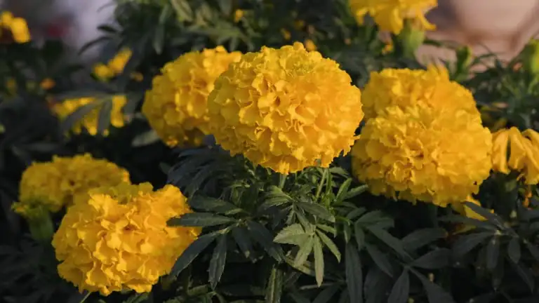 African marigold flower close-up