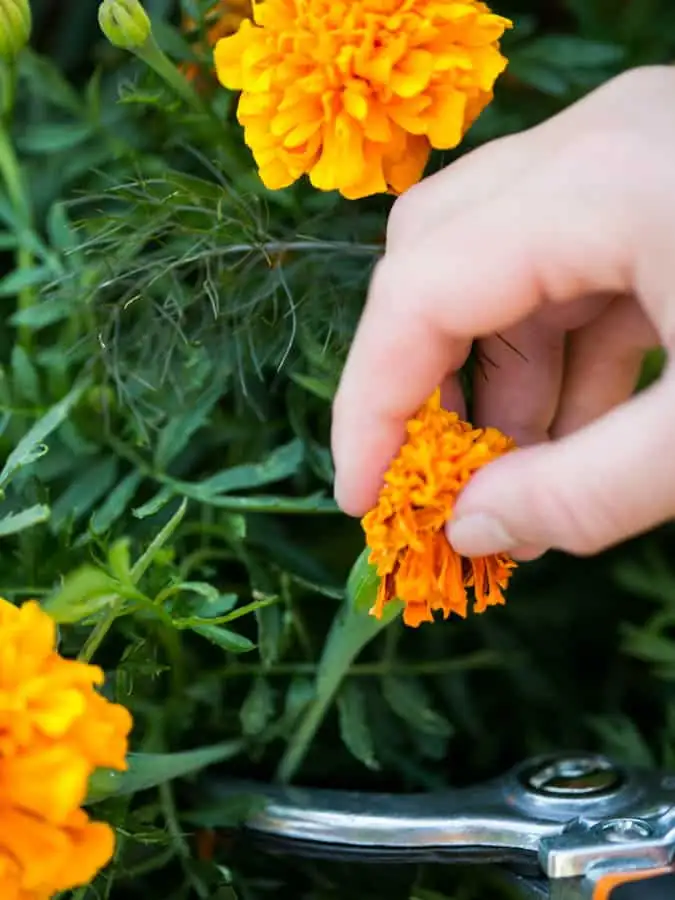 African marigold deadheading hand