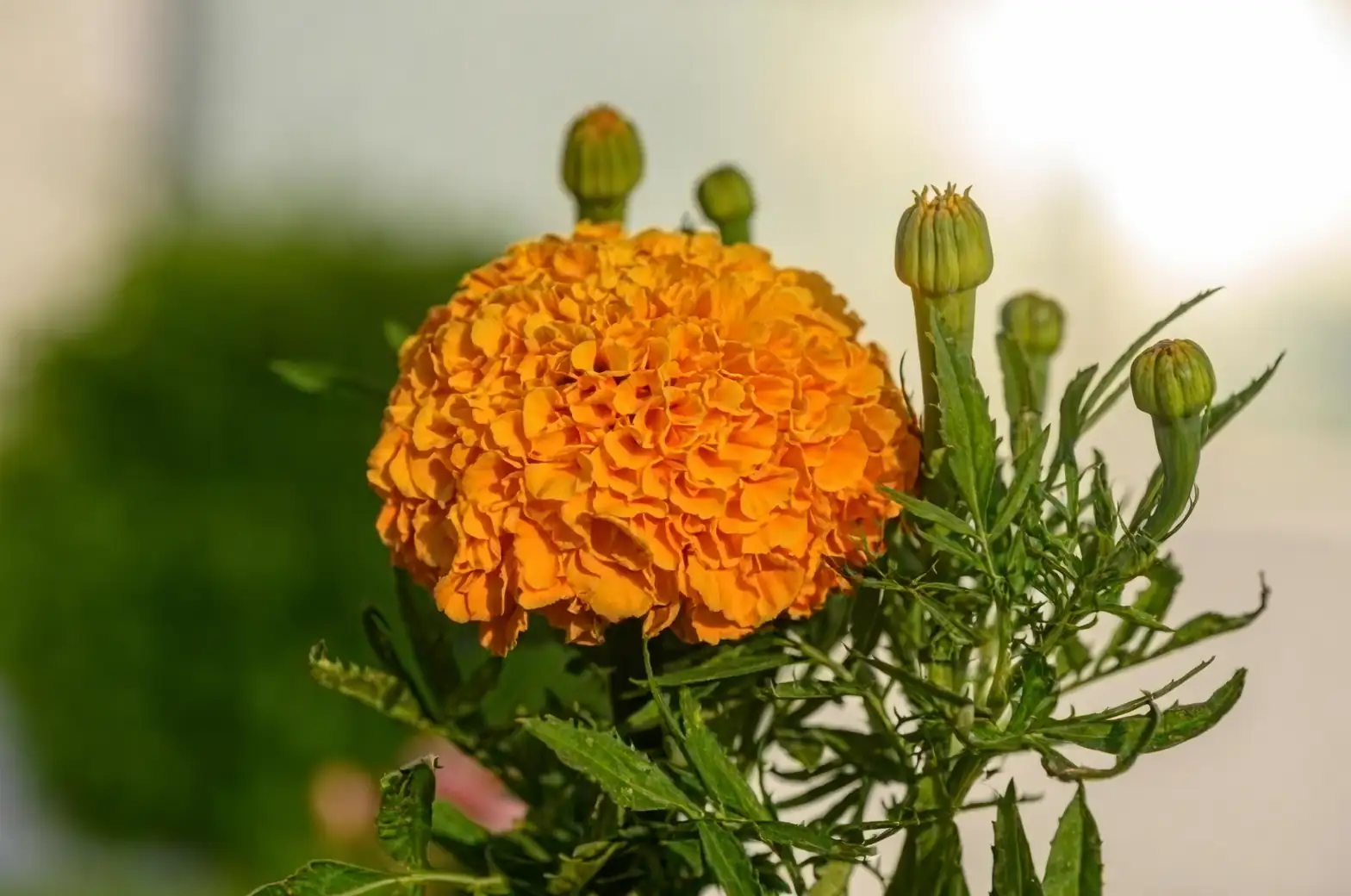 marigold flower close-up