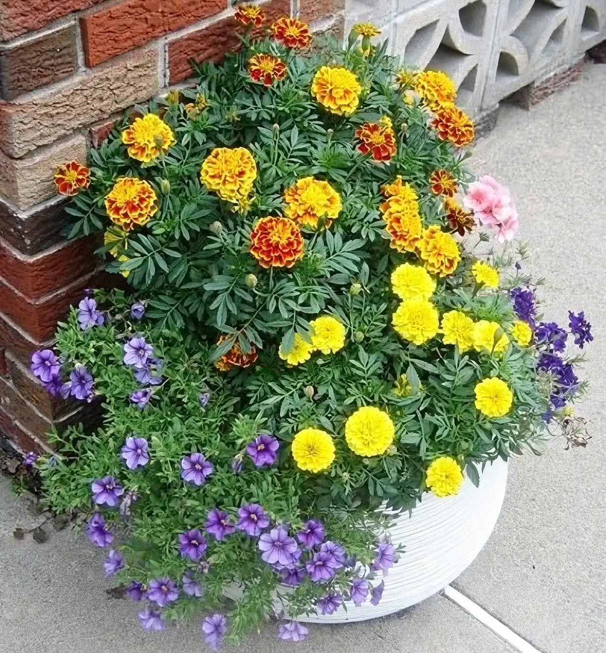 yellow marigold lavender planter box
