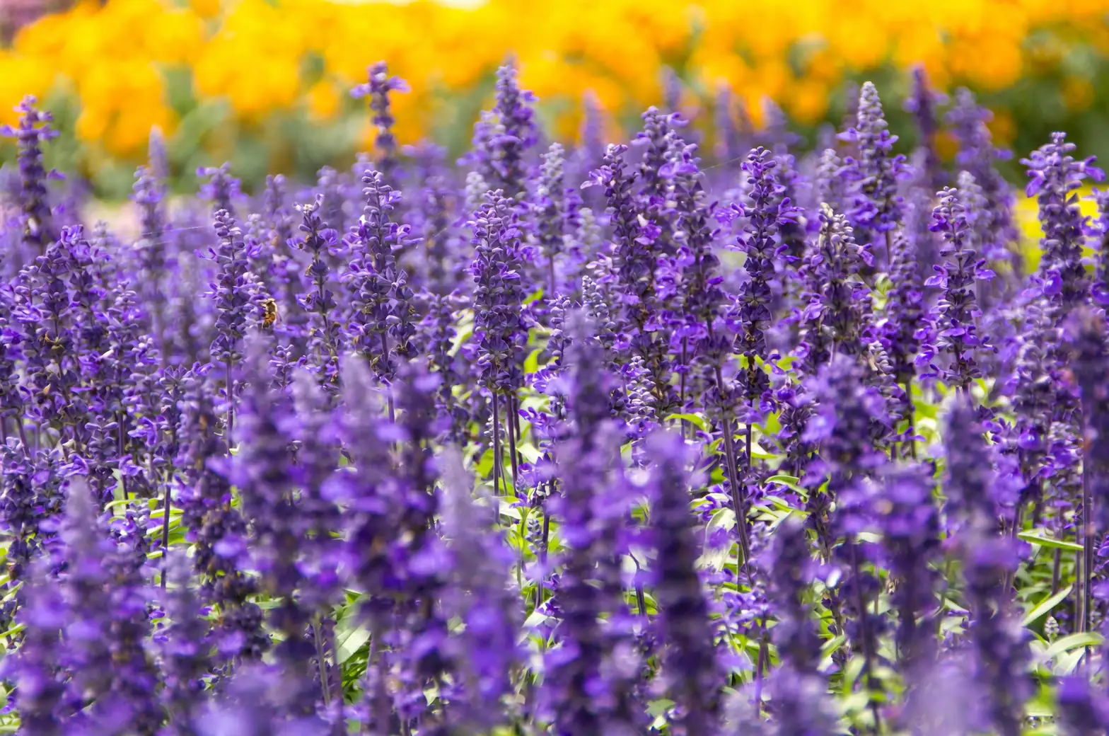 orange marigold purple salvia border