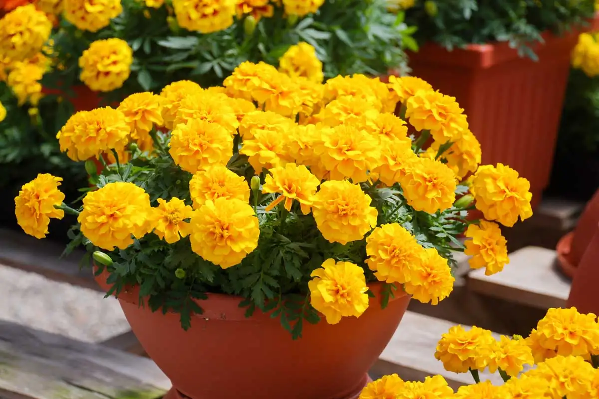 marigold in terracotta pots