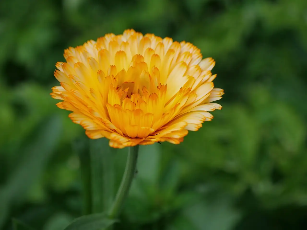 African marigold seedlings under grow light