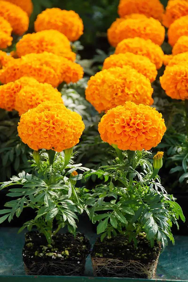African marigold pinching hand close-up