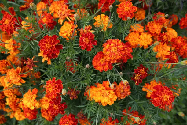 African marigold deadheading shears