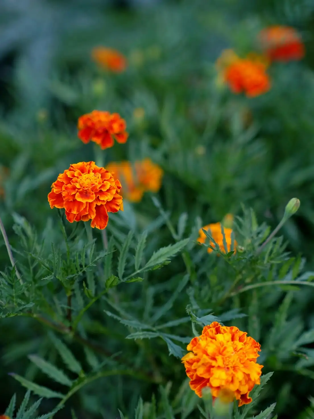 tagetes marigold flower close-up