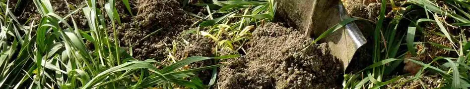 marigold green manure incorporation soil